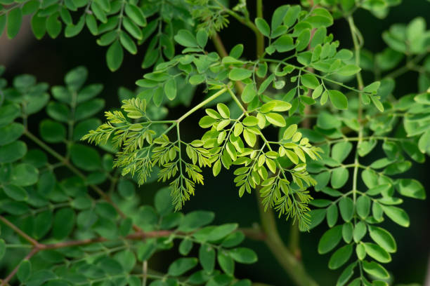 Moringa leaves close-up